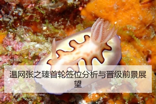 温网张之臻首轮签位分析与晋级前景展望